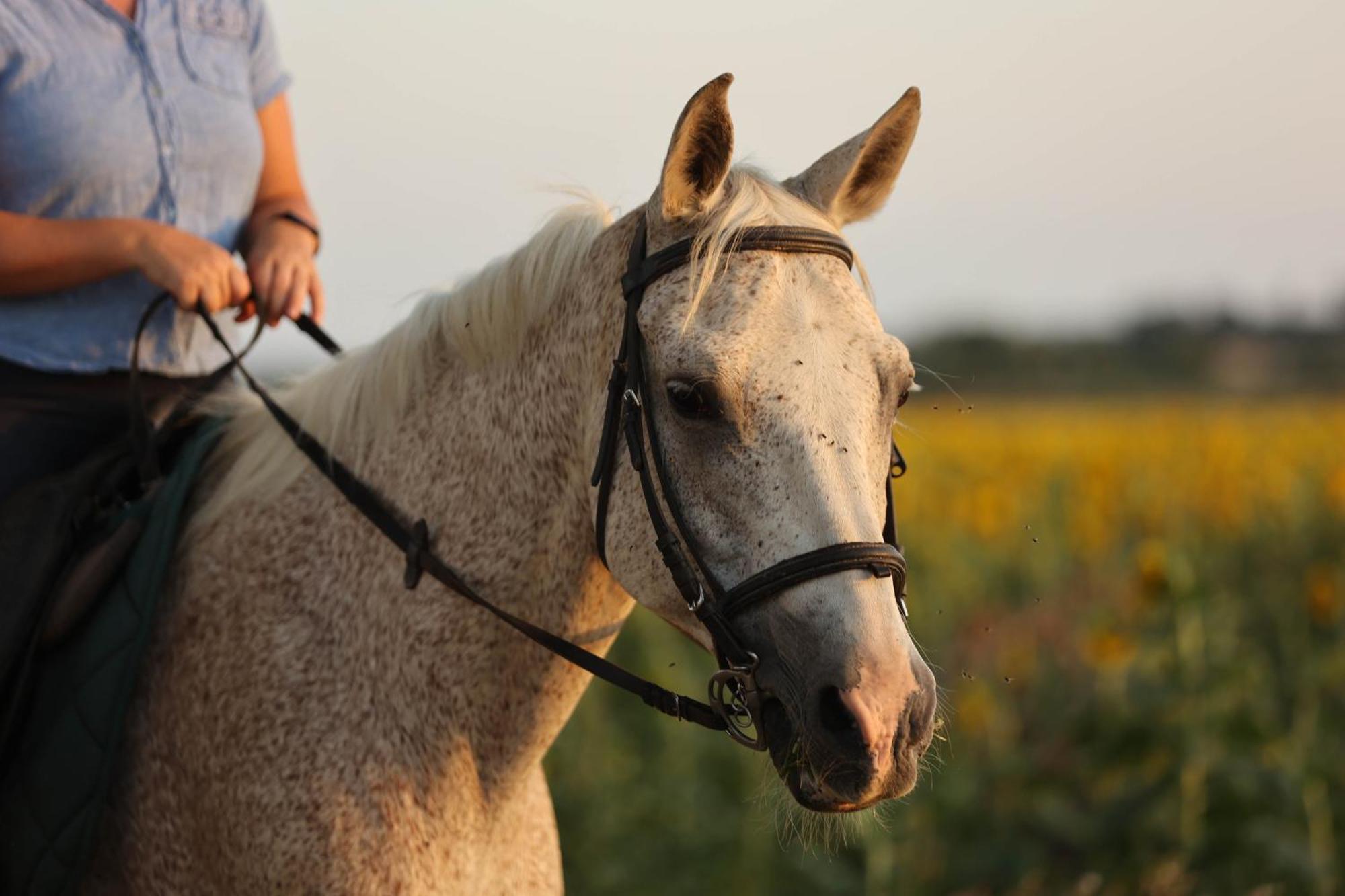 Cal Robusto, Apartament In Masia With Horses Siurana  Exterior foto